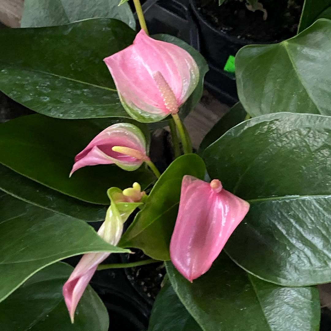 Bright red anthurium flowers with velvet drapes