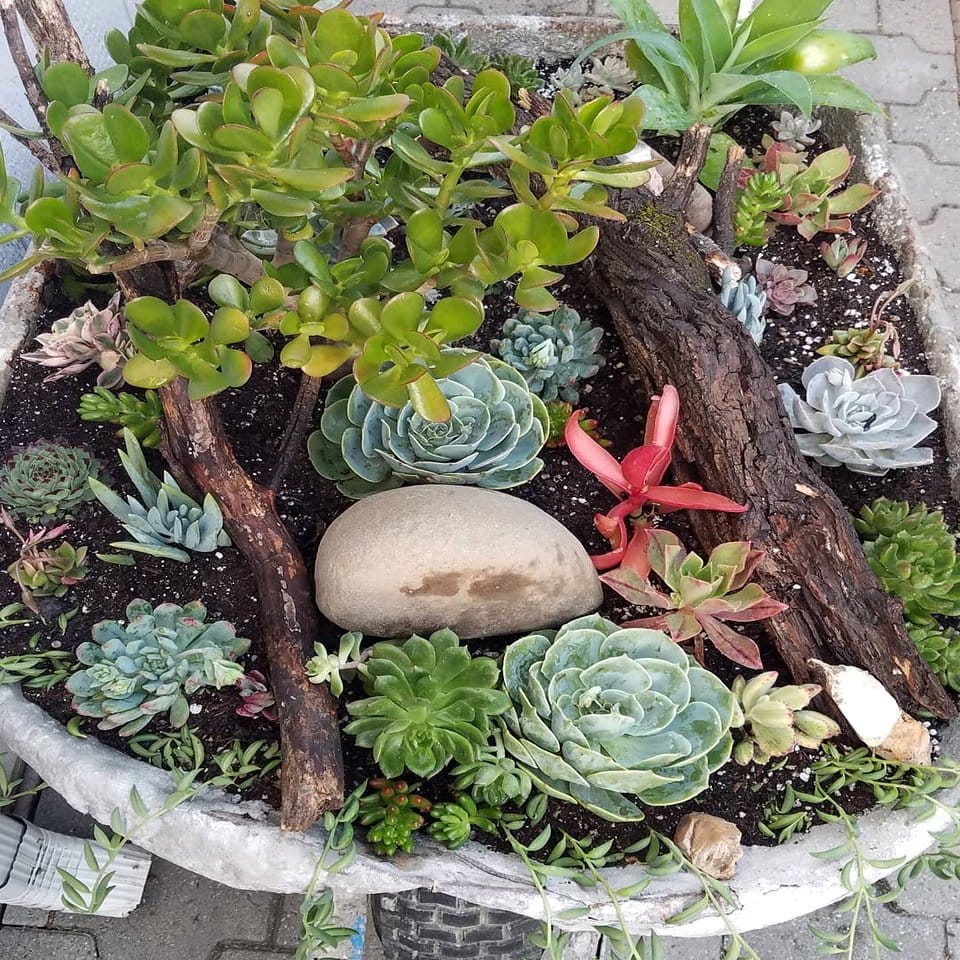 Vertical trombone garden with succulents