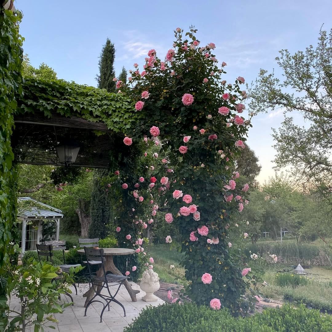climbing rose with dense boxwood