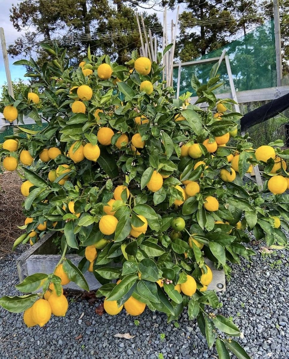 small potted lemon tree