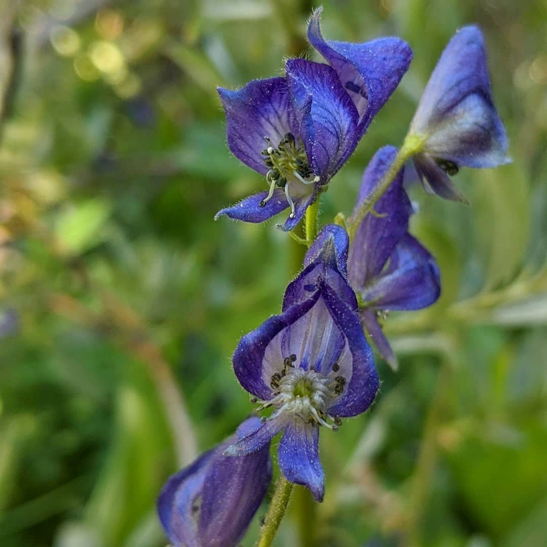 deep blue monkshood flowers