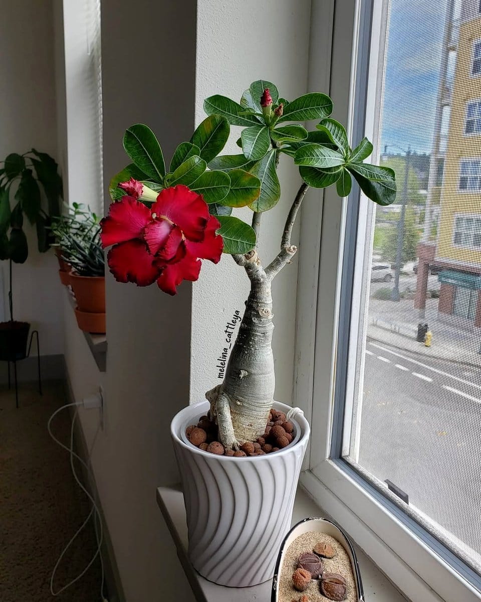 hydroponic setup with volcanic rocks