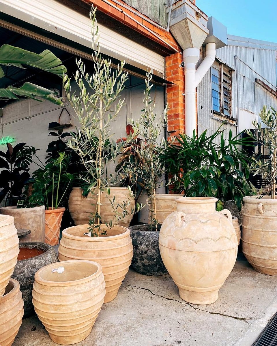 terracotta pots with olive trees