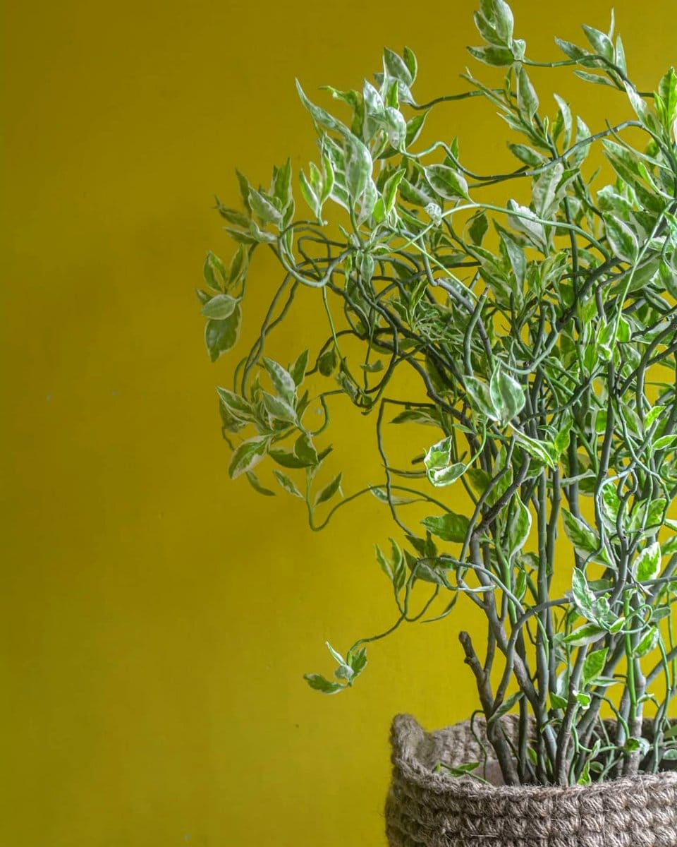 Textured layered crochet plant hanger