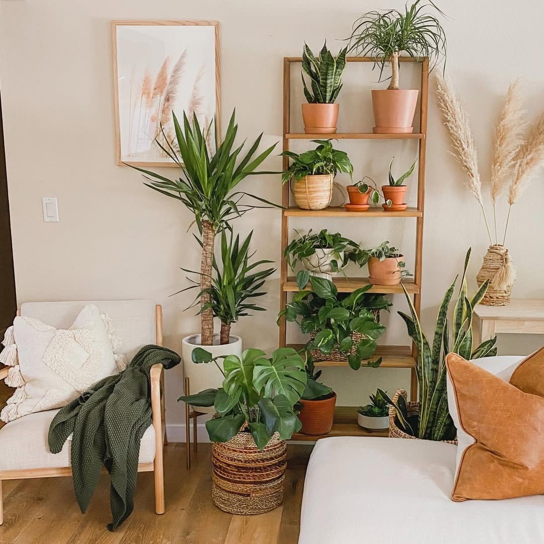Lush spider plant on vintage wooden table