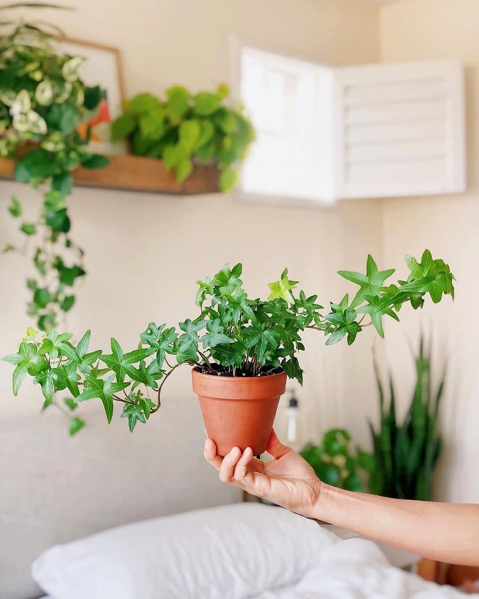 english ivy trailing from bookshelf