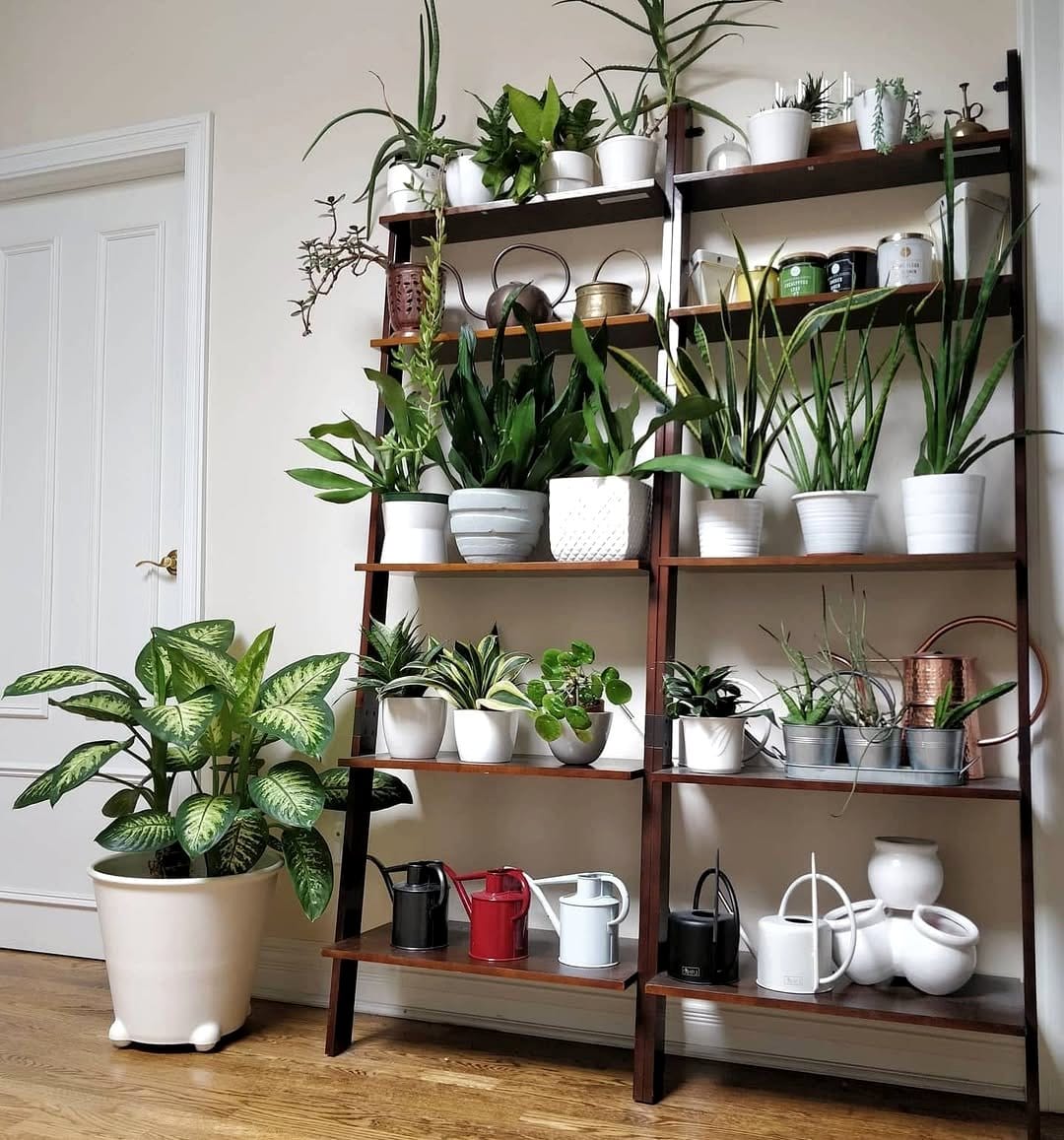 Monstera on ladder shelf