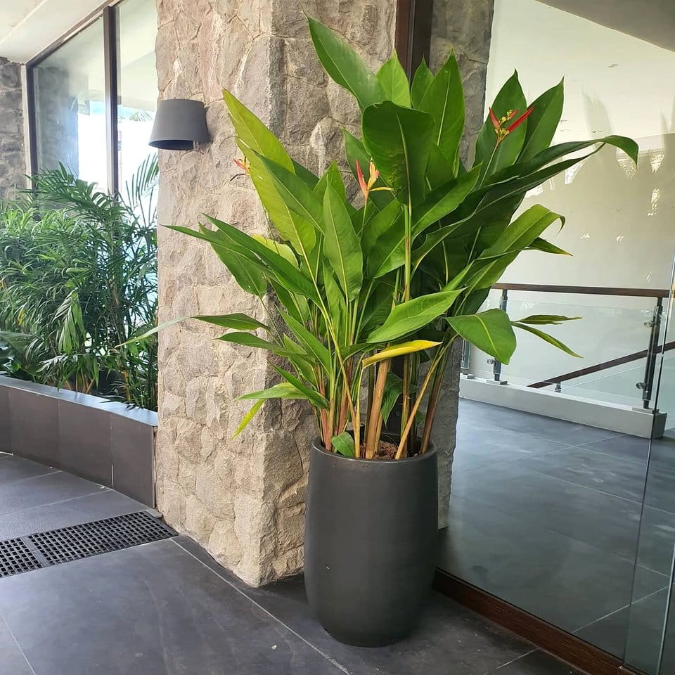 Asymmetrical balcony plant pot arrangement