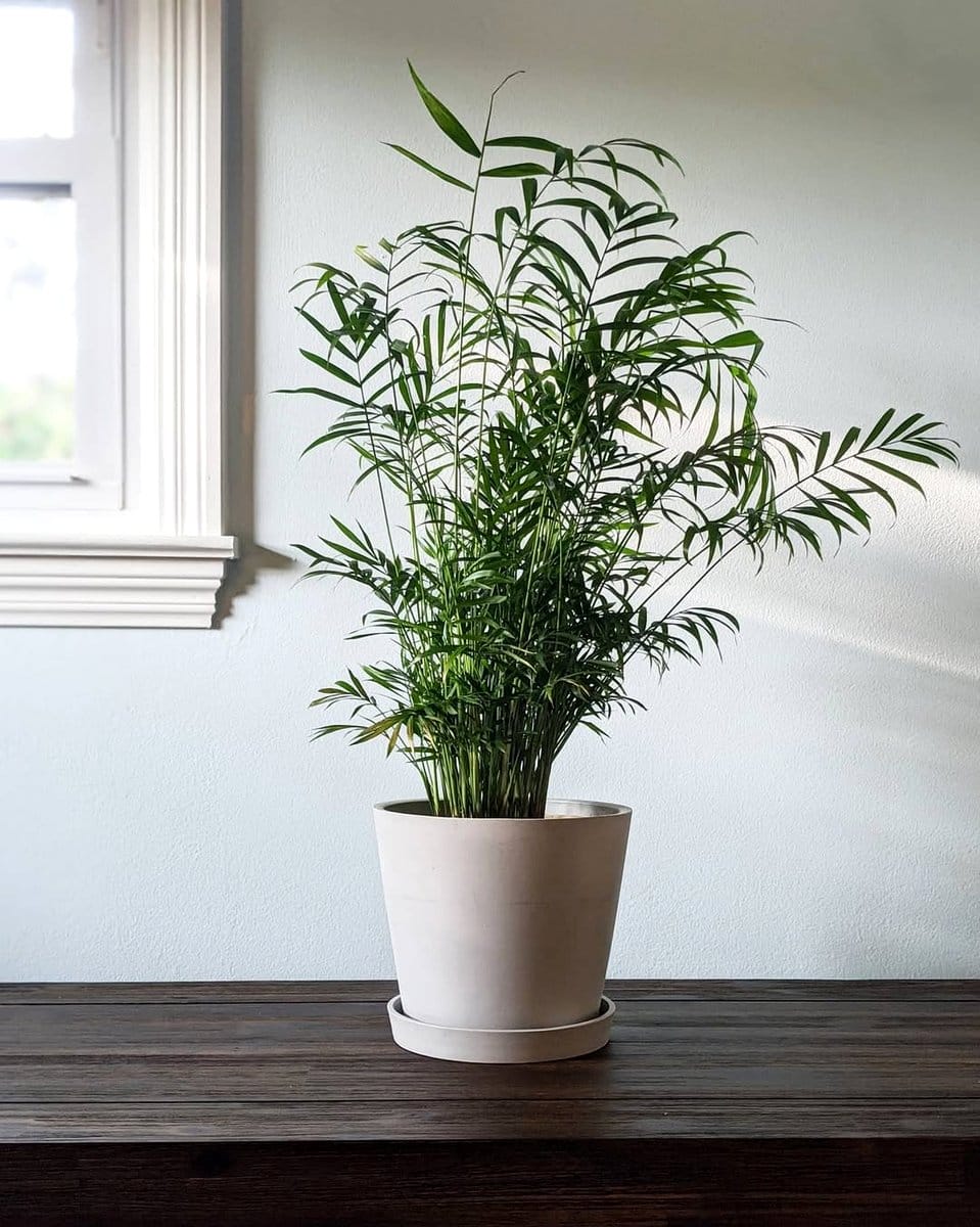 zz plant next to parlor palm