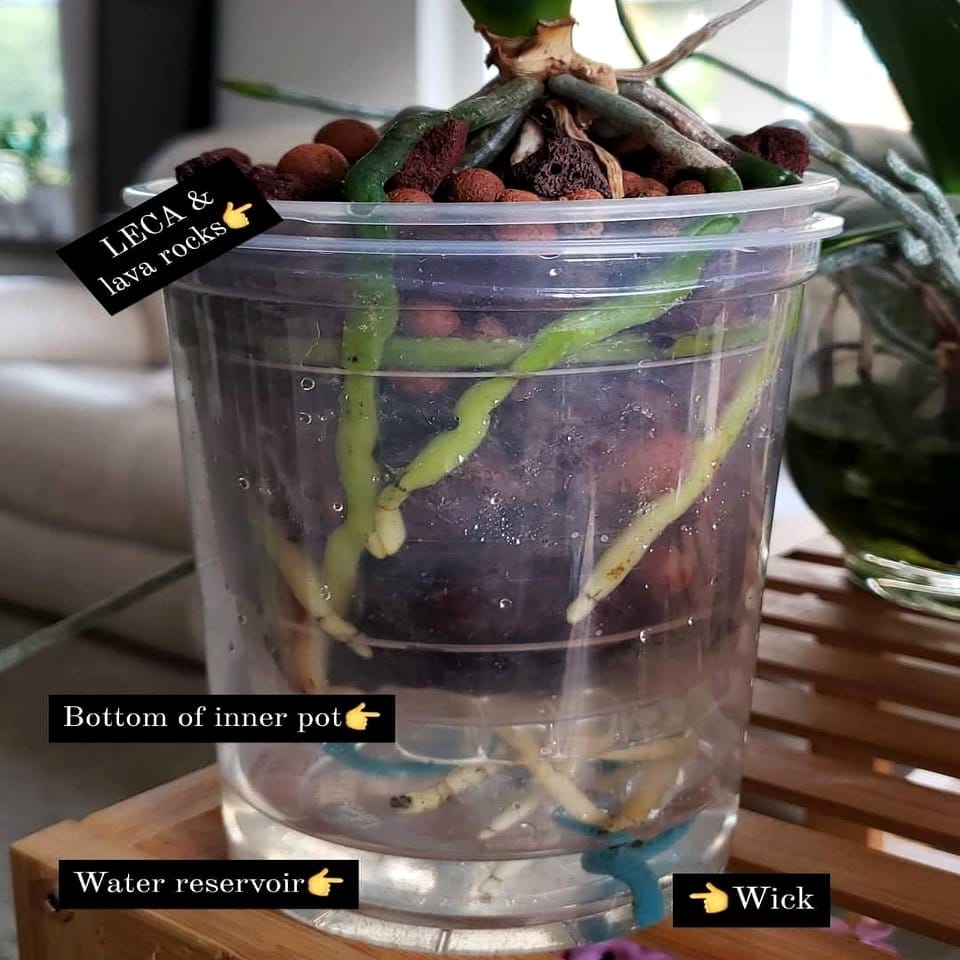 Orchid planter with lava rocks