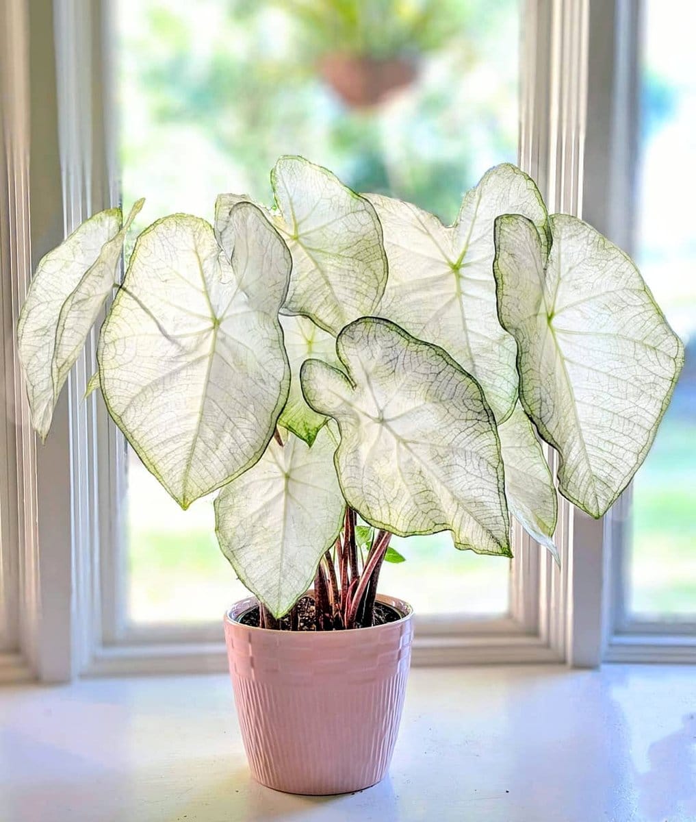 light filtering through monstera leaves