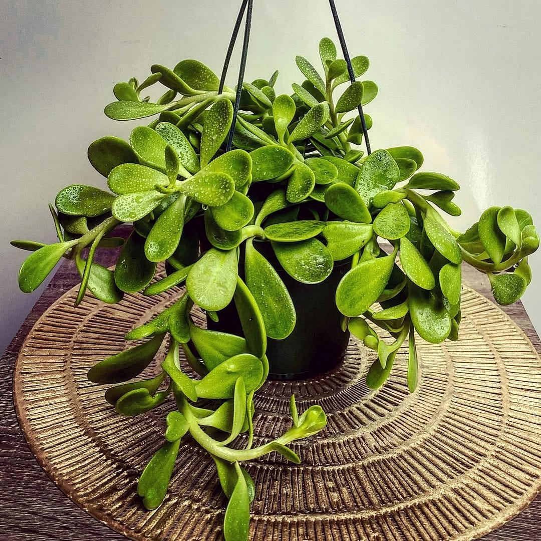 trailing jade in a hanging planter