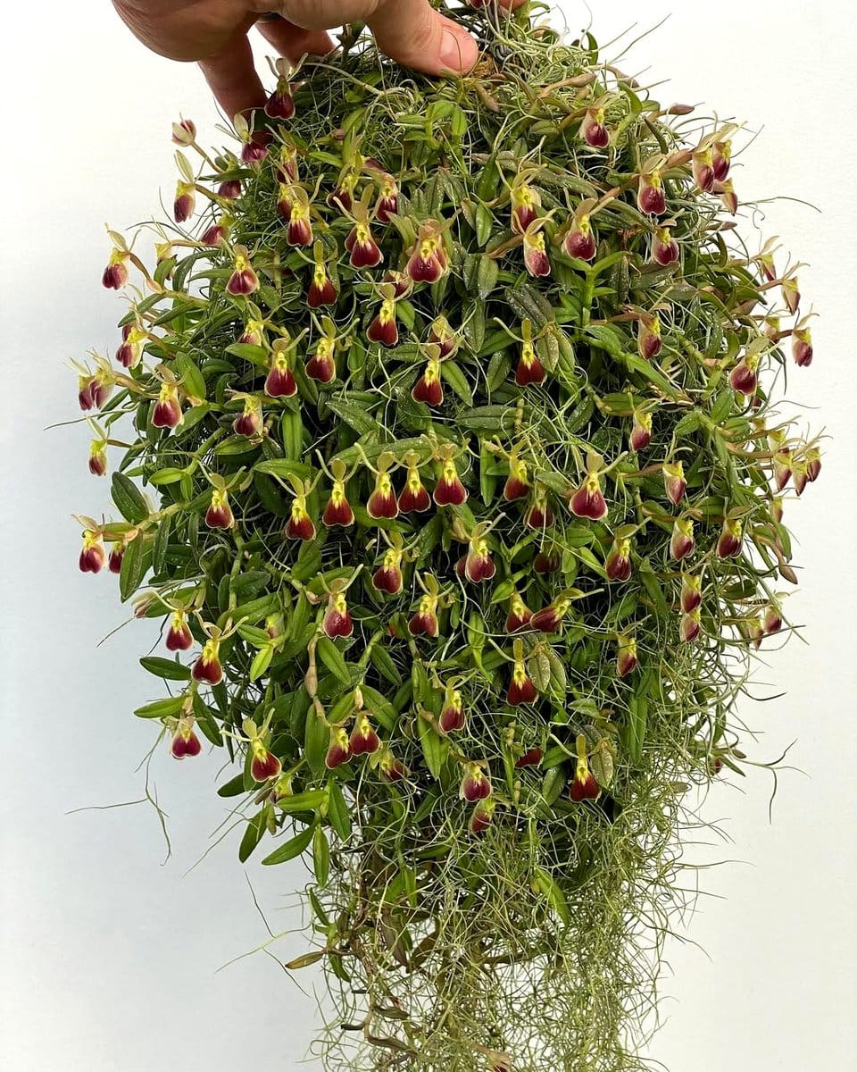 tiny green Epidendrum Porpax flower