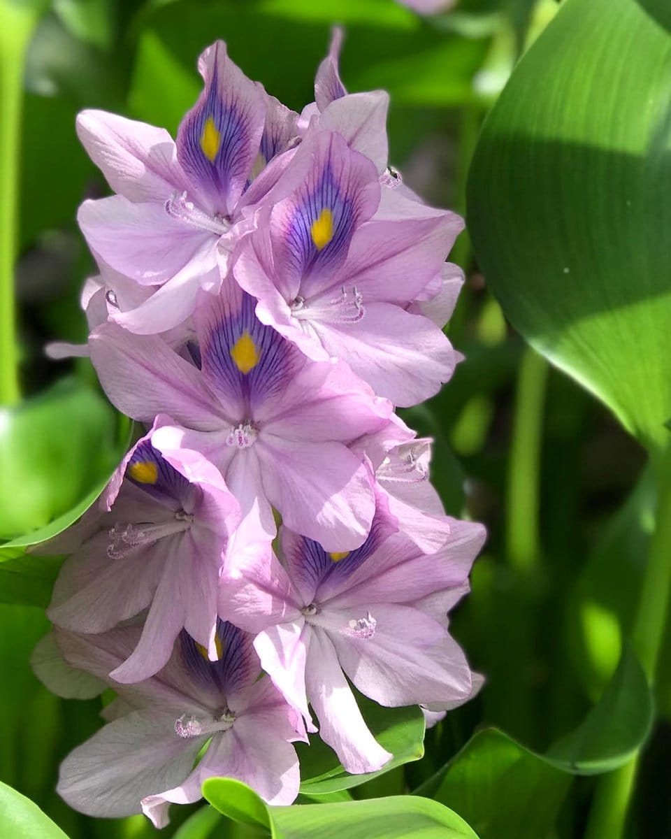 water hyacinth floating in a pond