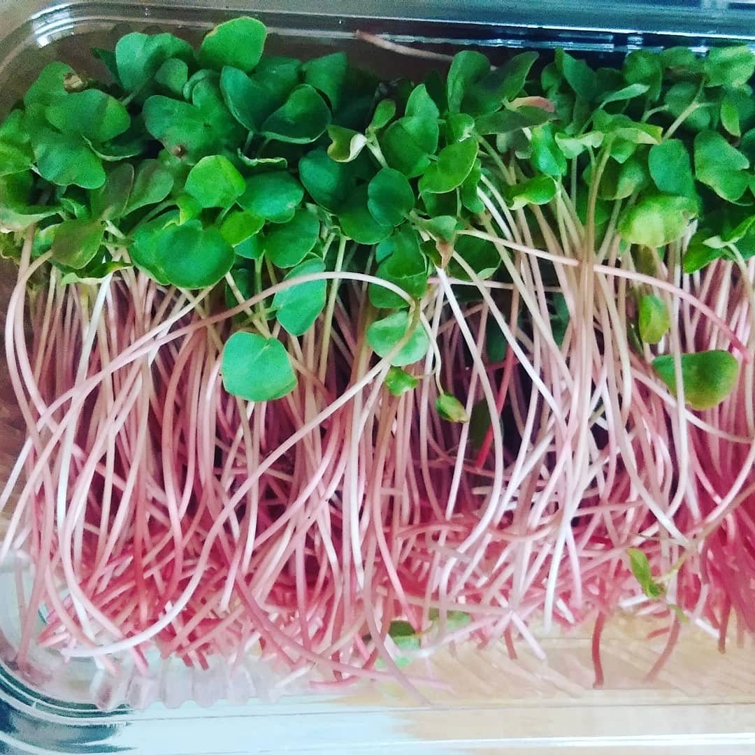 buckwheat microgreens in a ceramic container
