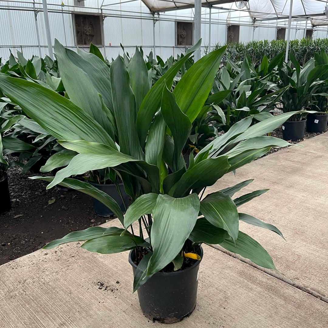cast iron plant in pot