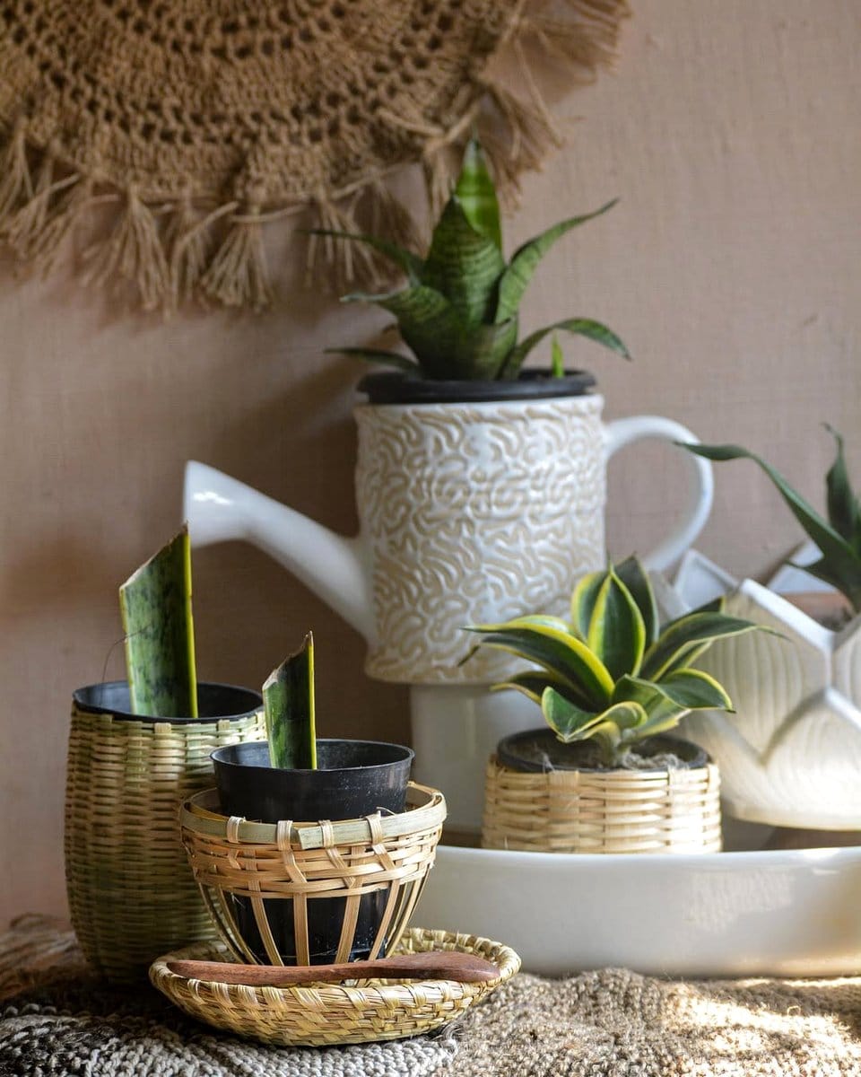 snake plant in sleek planter