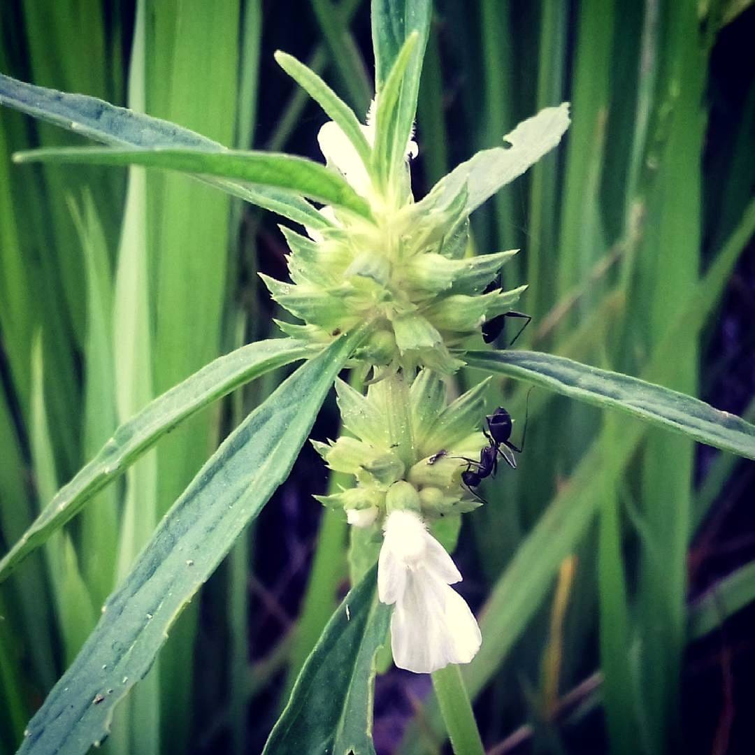 aromatic herb plants