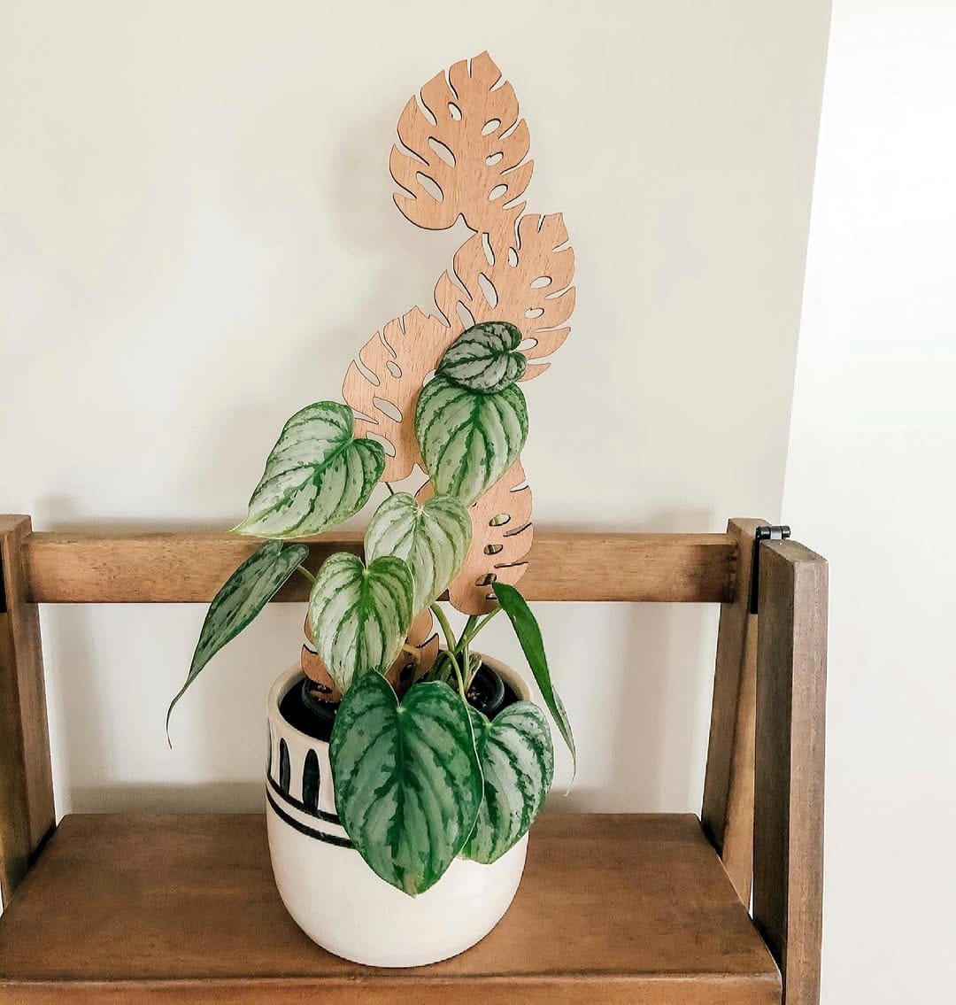 Minimalist metal frame with Flamenco Ruffle Plant