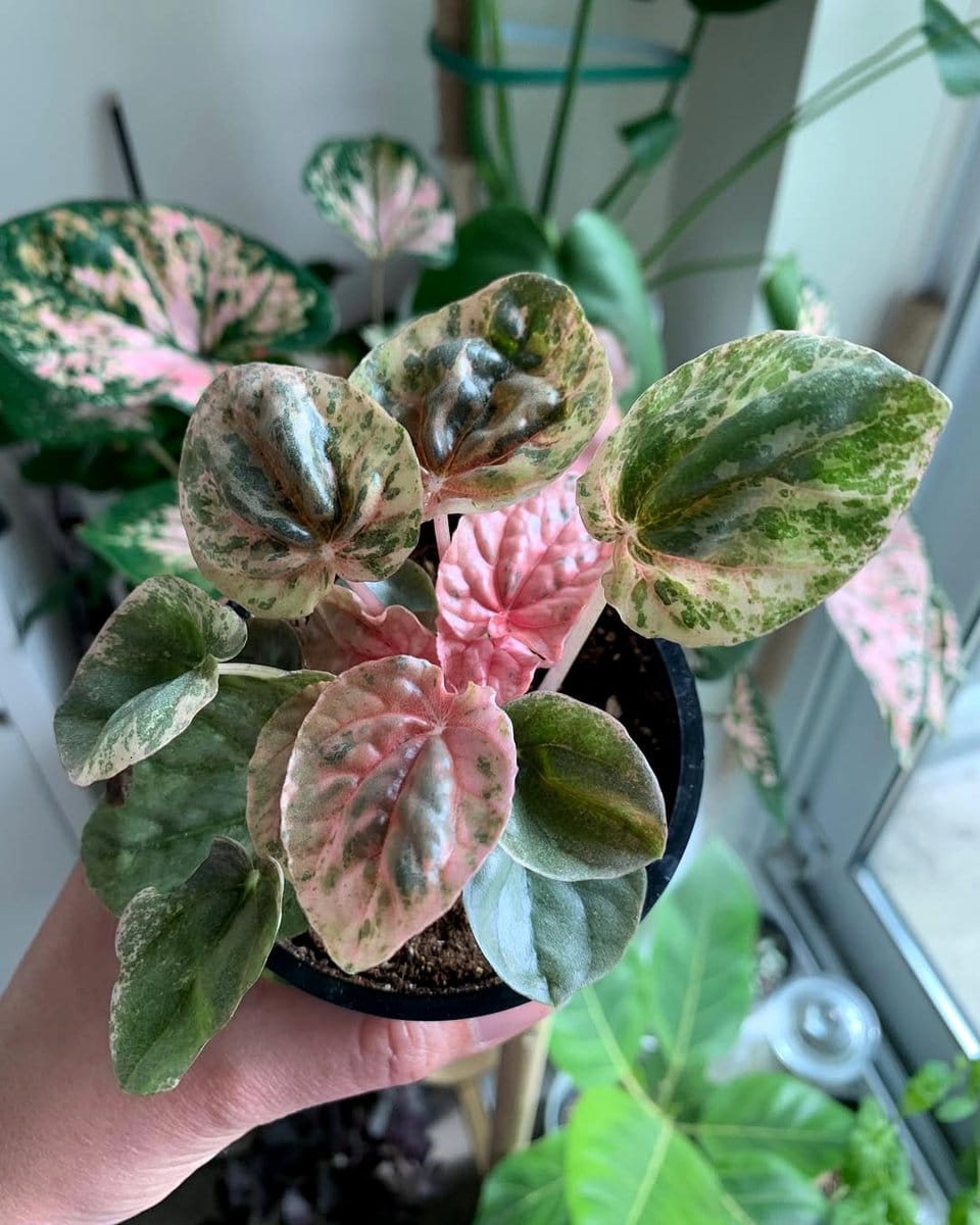 peperomia plant on small table