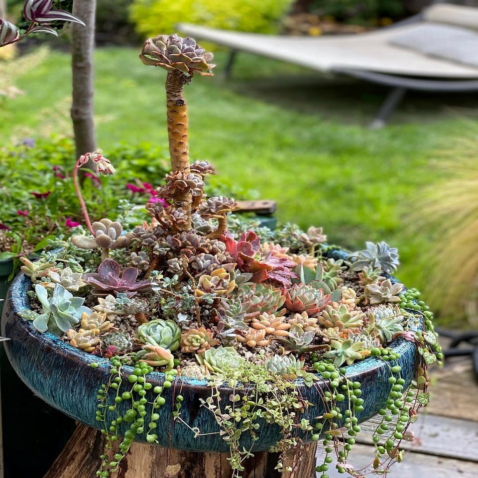 Vinyl record planters with colorful succulents