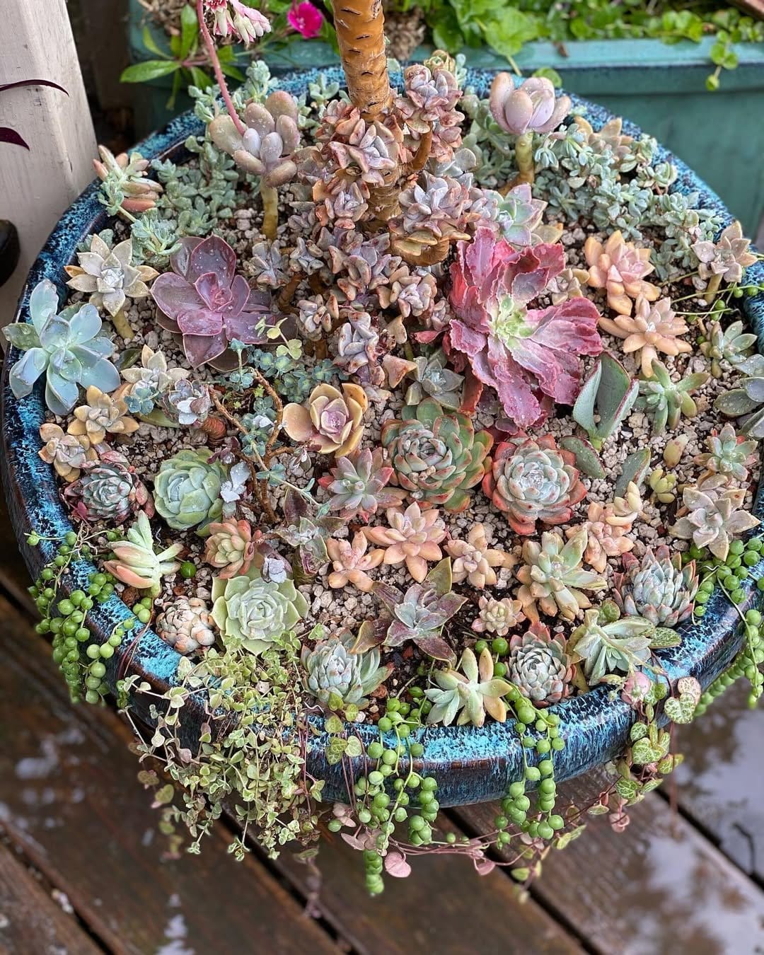 Minimalist succulents in fishbowl planter