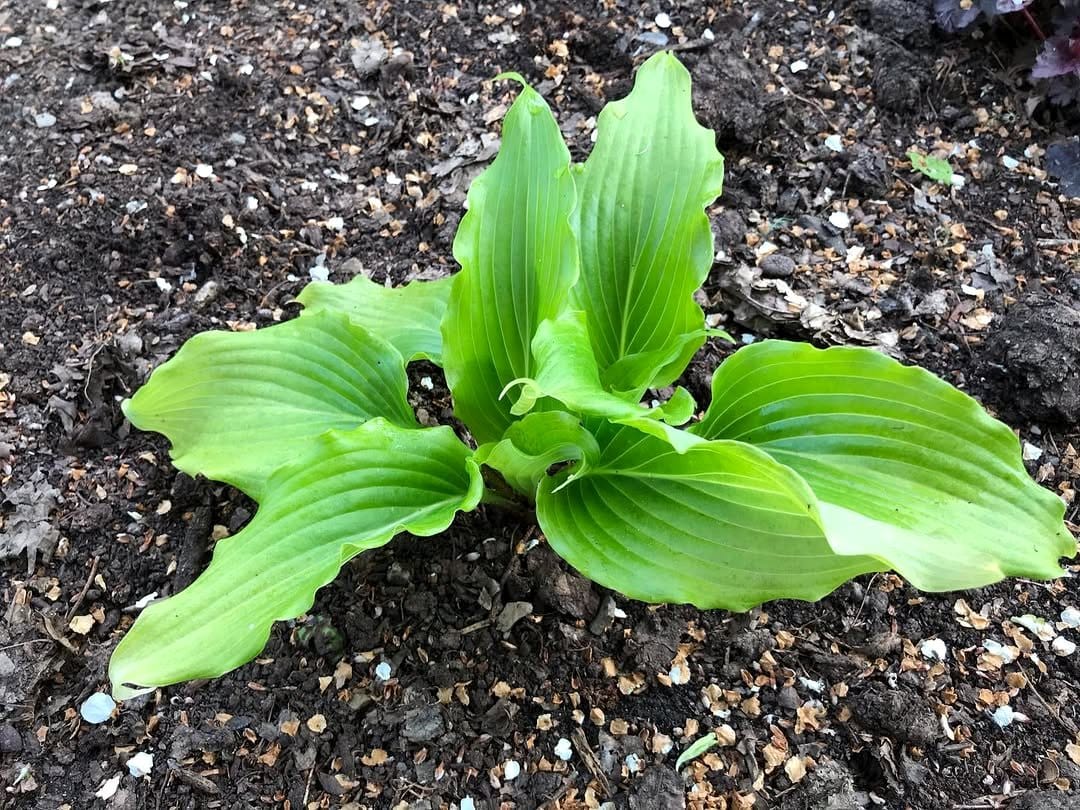 peppermint leaves close-up in garden