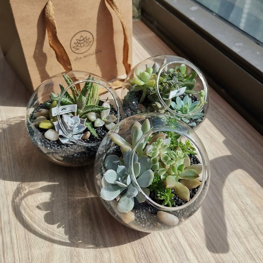 Minimalist succulents in glass terrarium