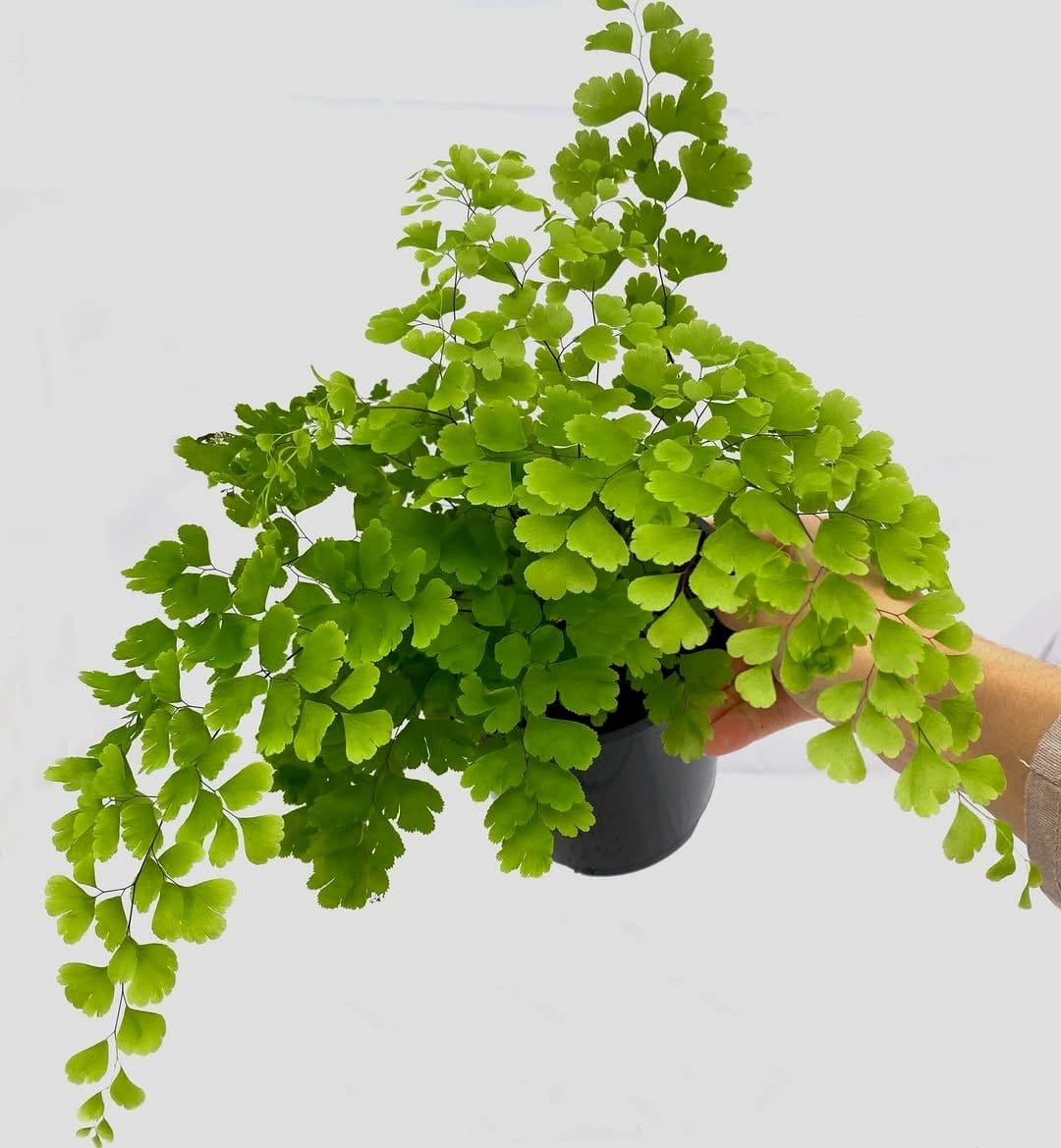 lush vertical garden with rare ferns