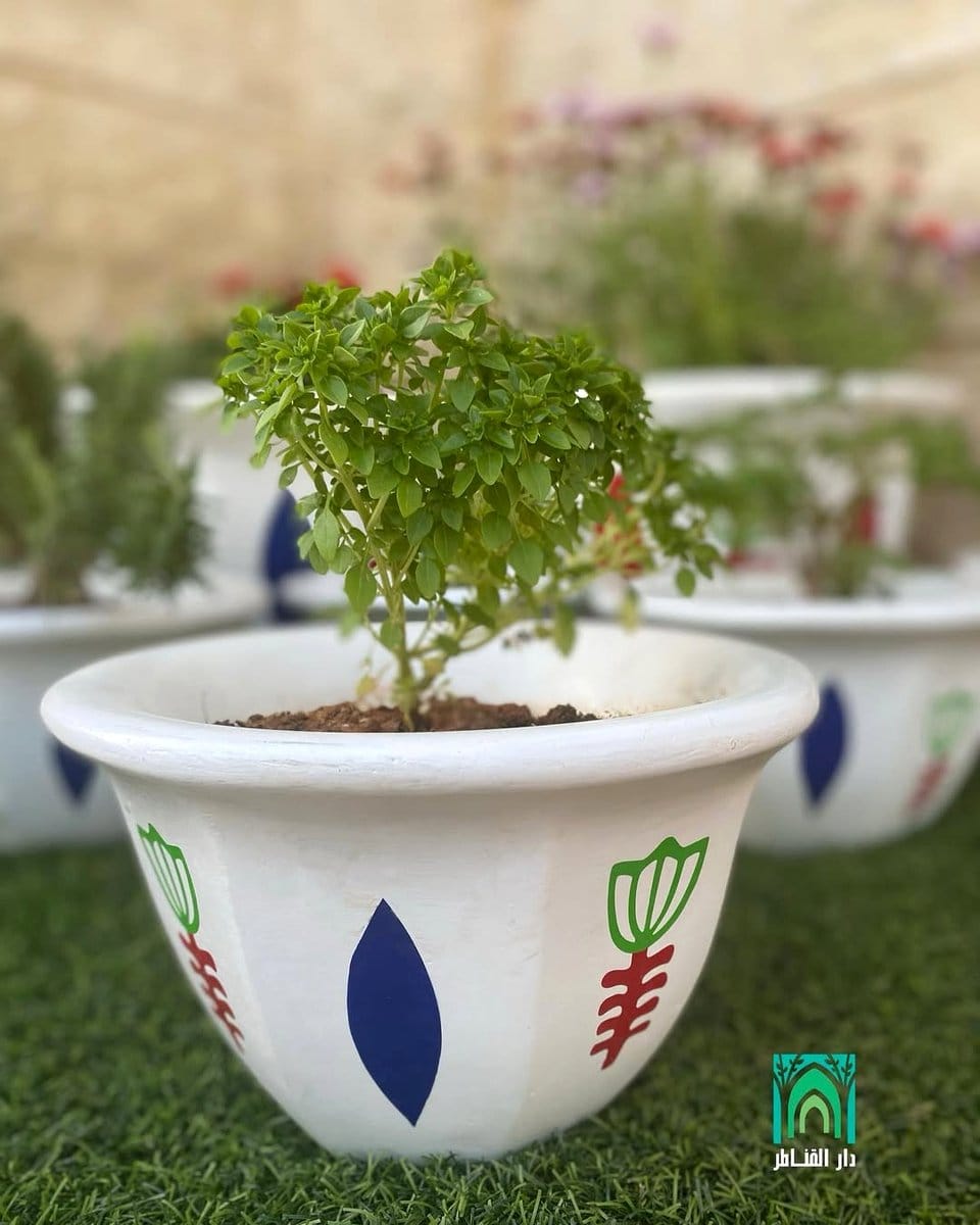 small basil plant in a terracotta pot