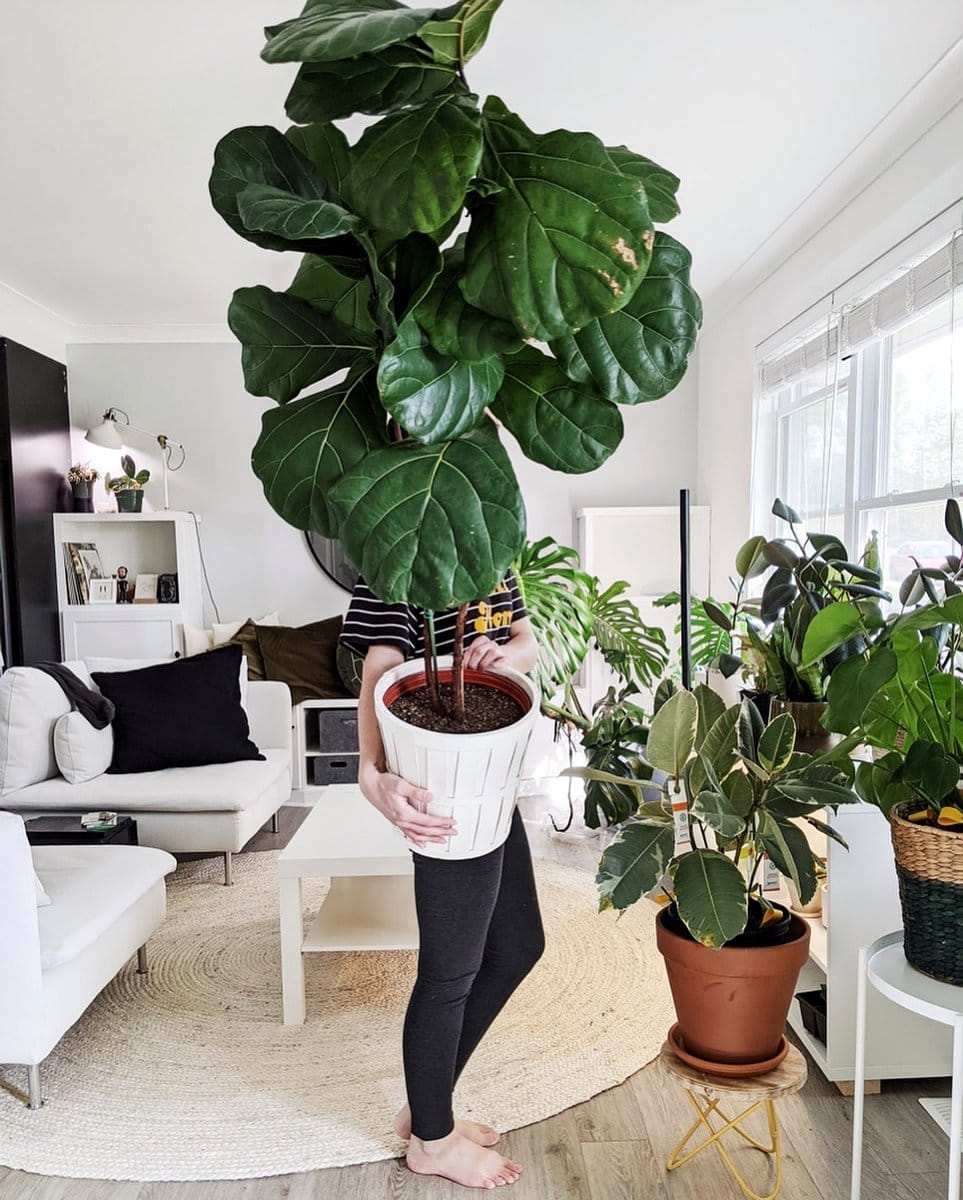fiddle leaf fig in living room