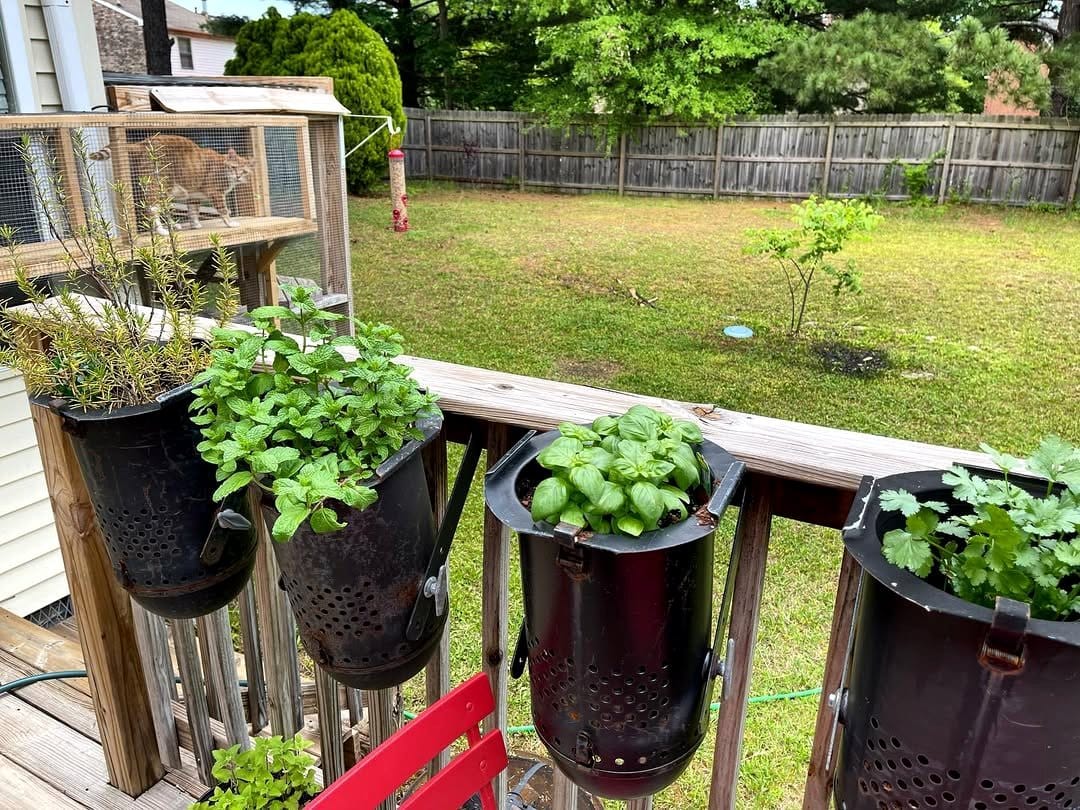 upcycled metal planter with herbs