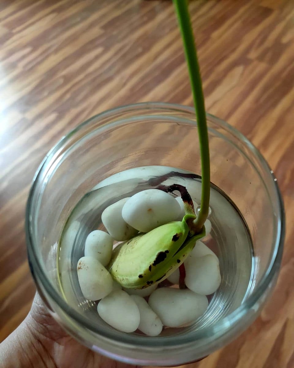 Serene indoor water plant setup