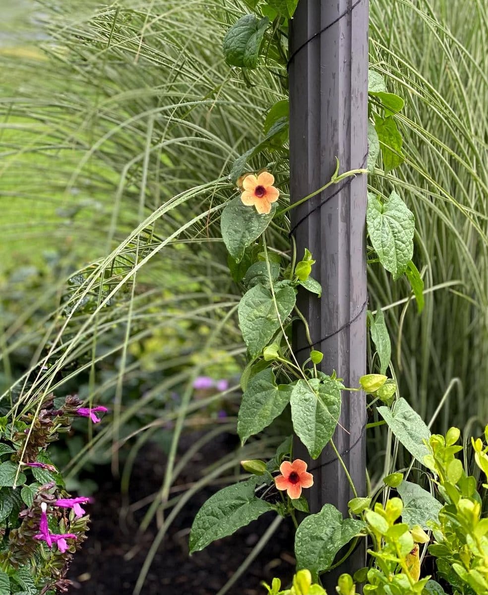 black-eyed susan vine on lattice
