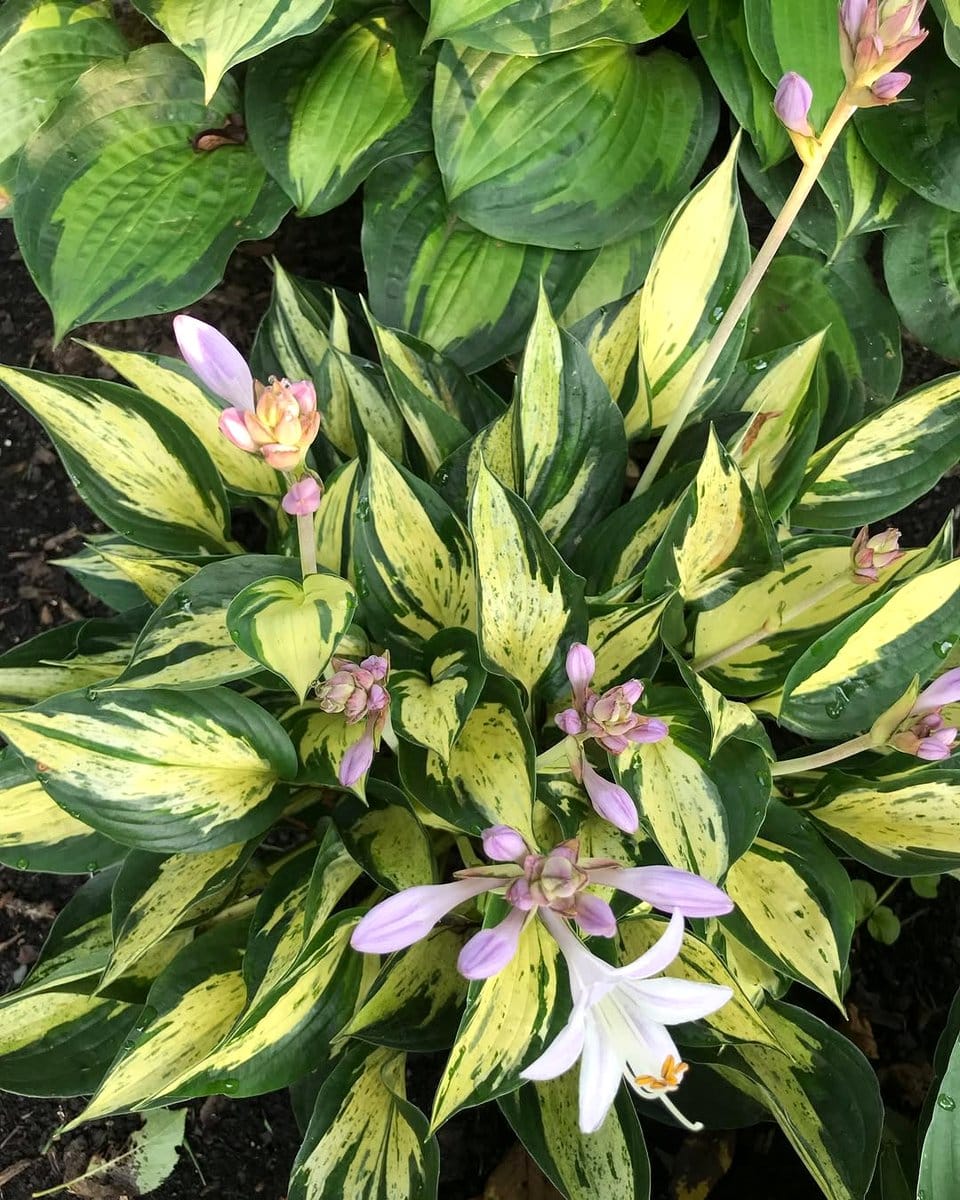 hosta with variegated leaves next to solid green ferns
