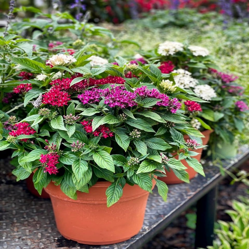 Colorful graffiti flower box arrangement