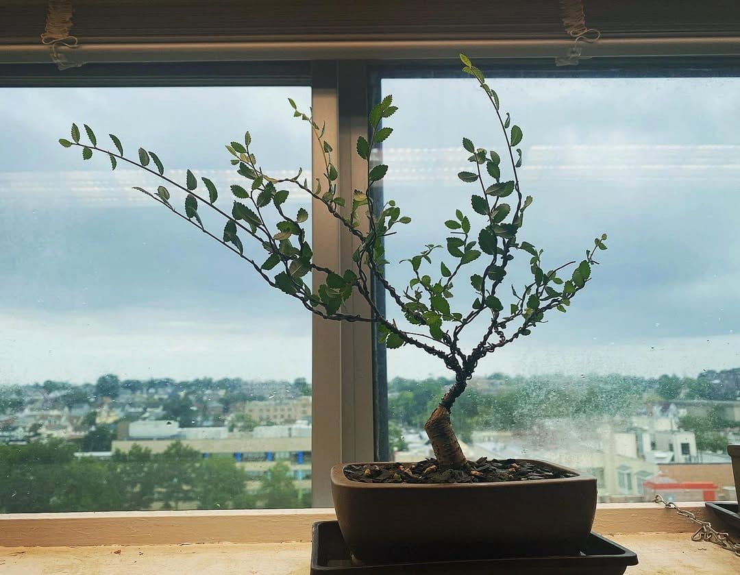 Chinese elm bonsai on a windowsill