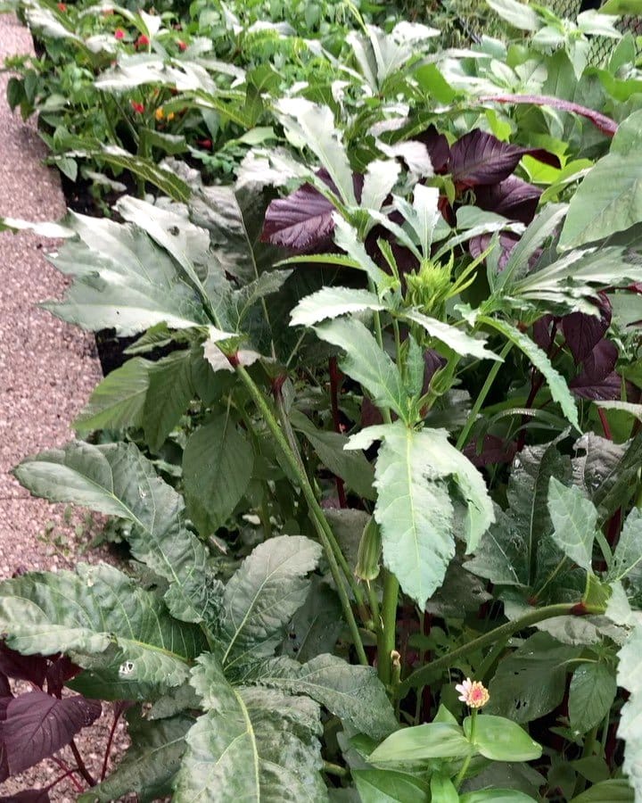 green okra pods hanging from stem