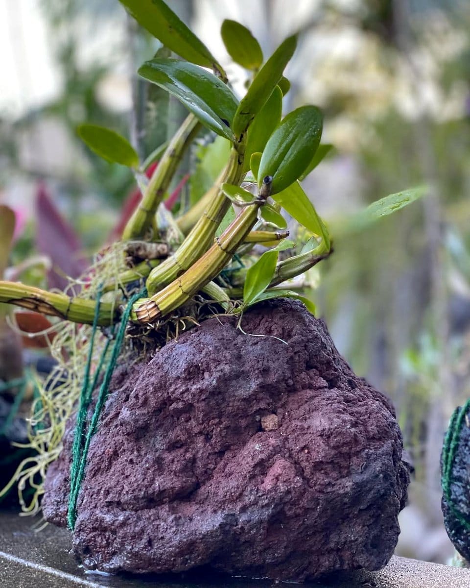 orchid with volcanic rock base
