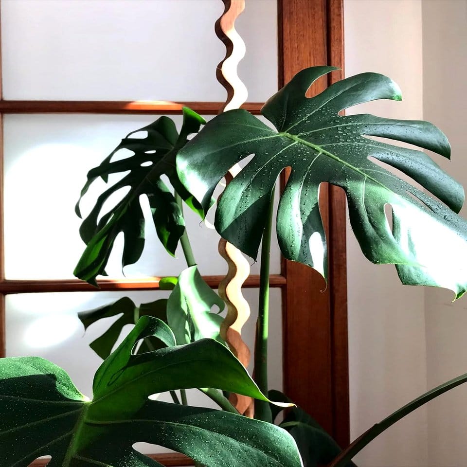 Metallic stakes supporting tall plants