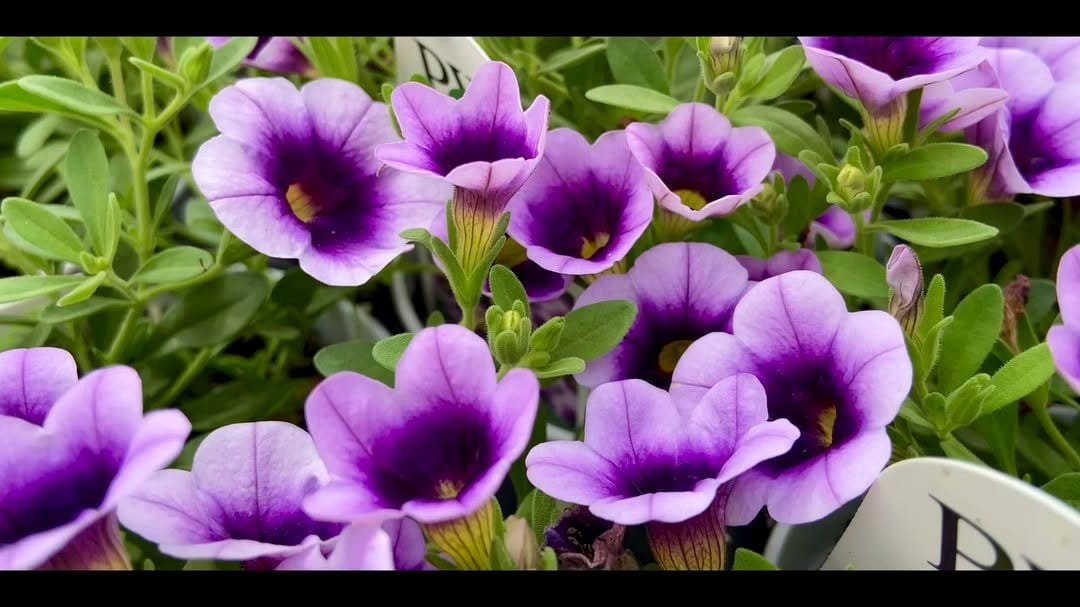 calibrachoa flowers overflowing basket
