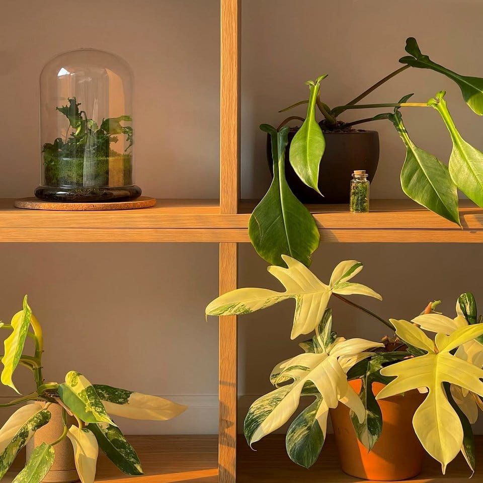 Bamboo bookshelf with integrated plant sections
