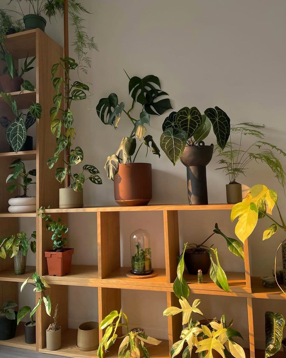 bookshelf with plants on each shelf
