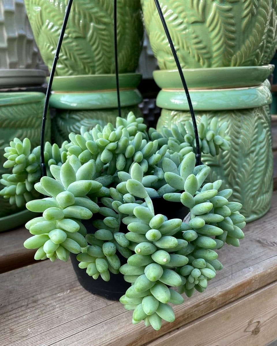 donkey's tail in hanging basket