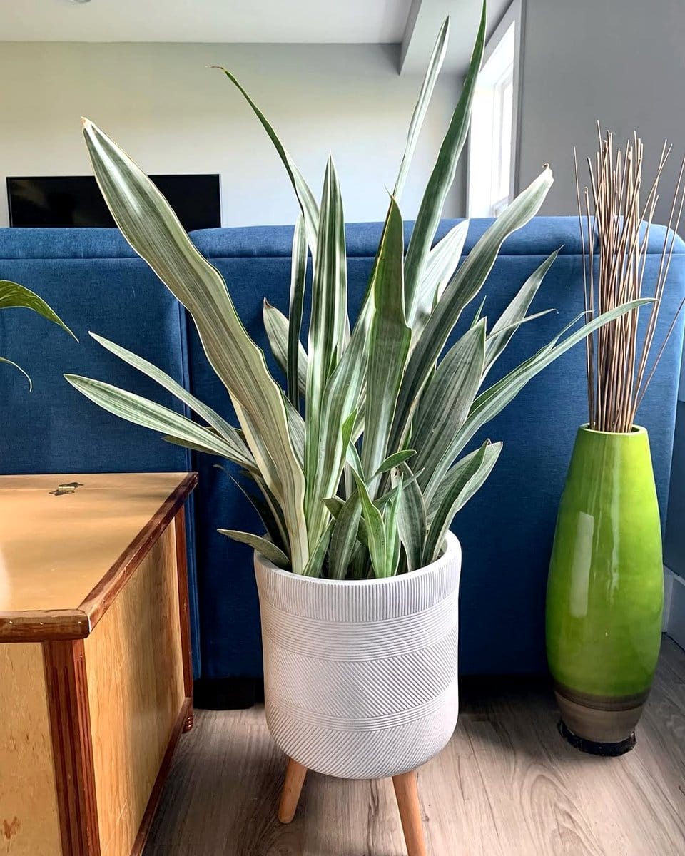 large monstera plant beside sofa