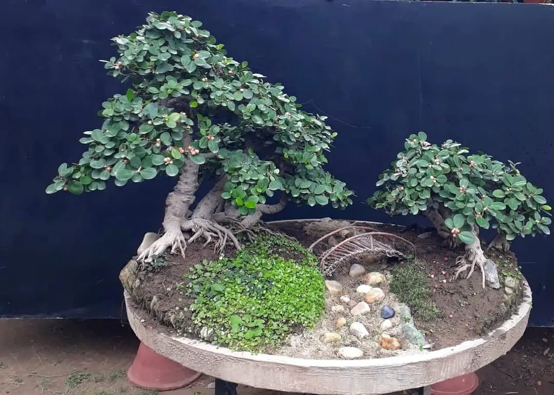 driftwood with bonsai tree