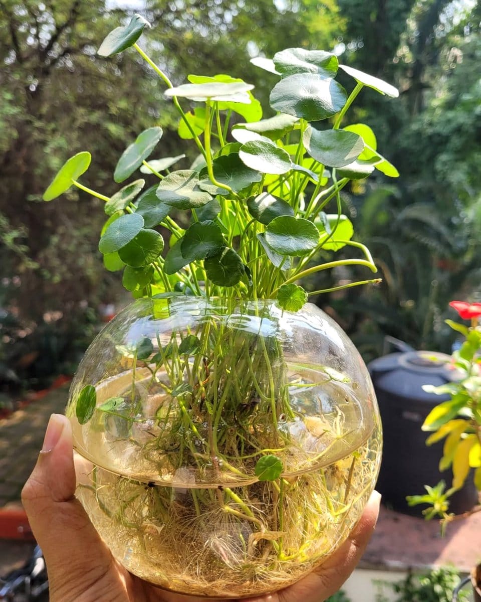 pennywort in water bowl