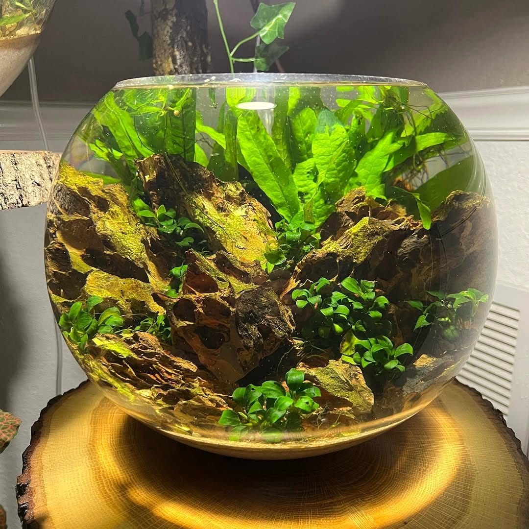 java fern in aquarium