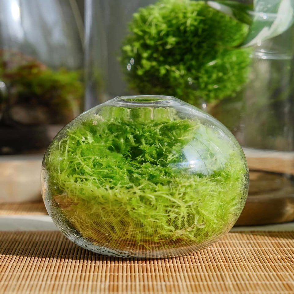 Glass terrariums with blue ombre sand layers