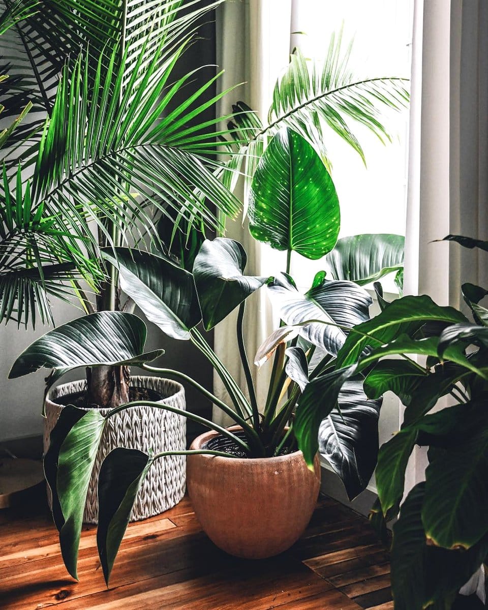 colorful bromeliads in decorative pot